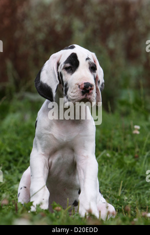 Dog Great Dane / Deutsche Dogge puppy Harlequin sitting Stock Photo