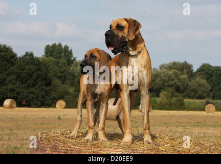 Dog Great Dane / Deutsche Dogge adult and puppy fawn standing Stock Photo
