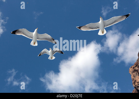 Looking up at three seagulls in flight against a bright blue sky & fluffy cloud, Tenerife, Canary Islands Stock Photo
