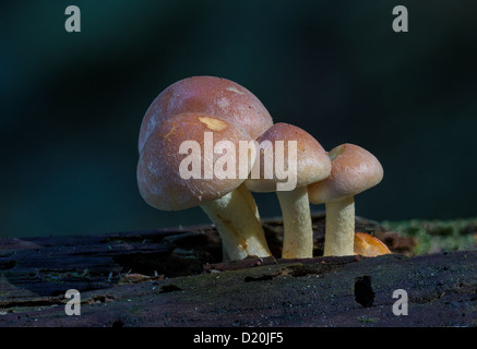 a clump of Sulphur Tuft ( Hypholoma fasiculare) growing on a rotting log. Stock Photo