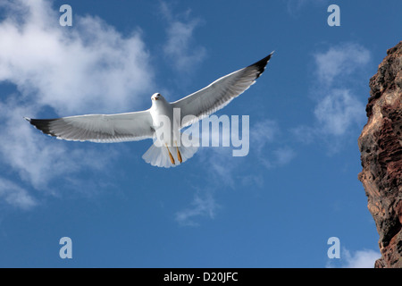Looking up at one seagull in flight against a bright blue sky & fluffy cloud, Tenerife, Canary Islands Stock Photo