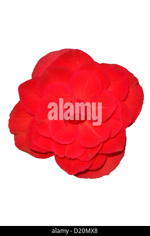 Red Tuberous Hanging Begonia Stock Photo