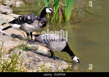 Two barnacle geese (Branta leucopsis) on bank of pond Stock Photo