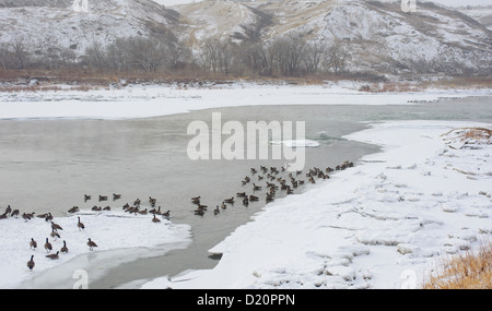 Canada Geese on a nearly frozen Old Man River in Southern Alberta passing by Lethbridge, Alberta Stock Photo