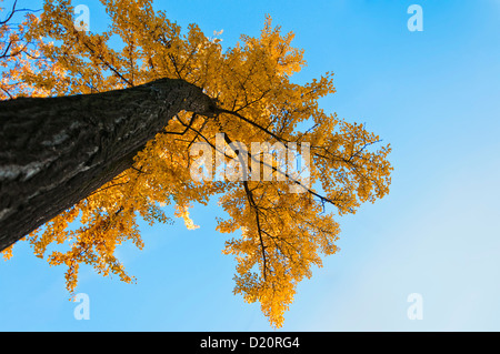 Singular forest tree in the autumn Stock Photo