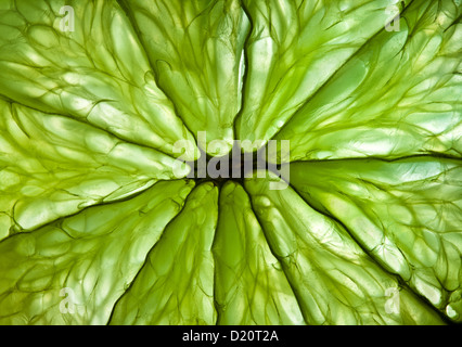 Abstract background. Photo of a citrus close up. Stock Photo