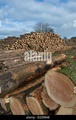 Timber in storage for later processing at a sawmill Stock Photo