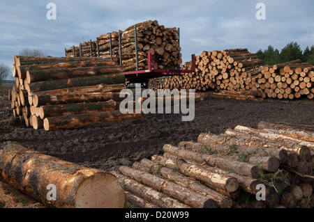 Trailer with logs on and piles of logs ready for transporting Stock Photo