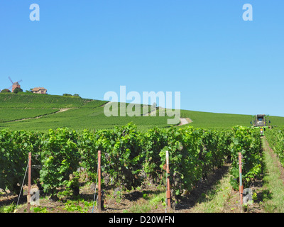 tractor in a vineyard for pruning Stock Photo