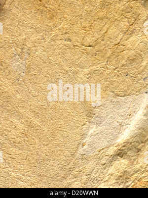 Lether texture. Stock Photo
