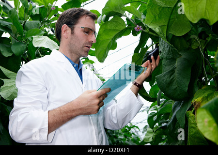 Germany, Bavaria, Munich, Scientist in greenhouse examining aubergine plants Stock Photo