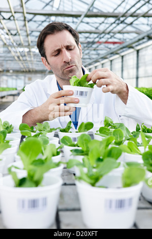 Germany, Bavaria, Munich, Scientist in greenhouse examining corn salad plants Stock Photo
