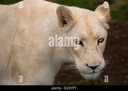 White Lioness Stock Photo