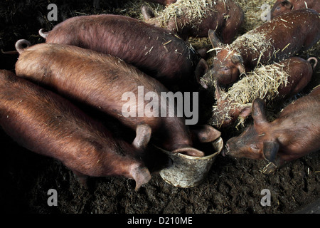 Tamworth pigs feeding from bucket on Hampshire farm, New Forest, England Stock Photo