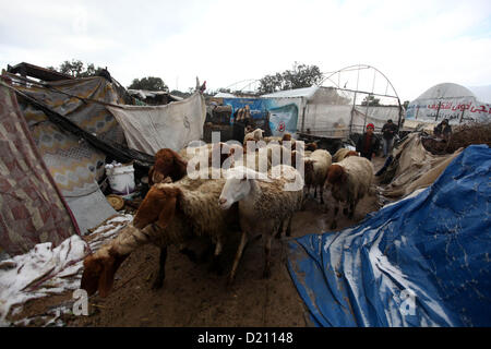 Jan. 10, 2013 - Gaza City, Gaza Strip, Palestinian Territory - Palestinian shepherds feed their goats as wintry weather swept through the region, in Gaza city on 10 January 2013. Abnormal storms, which for four days have blasted the Middle East with rain, snow and hail, leave swathes of Israel and Jordan under a blanket of snow and parts of Lebanon blacked out  (Credit Image: © Majdi Fathi/APA Images/ZUMAPRESS.com) Stock Photo
