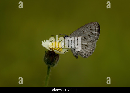 Hedge Blue Stock Photo