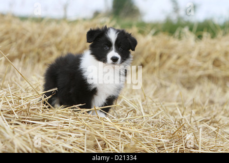 Dog Border Collie puppy black and white standing in the straw Stock Photo