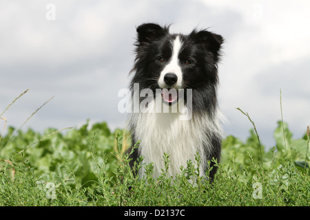 Dog Border Collie adult black and white portrait Stock Photo