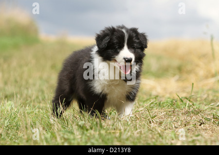 Dog Border Collie puppy black and white standing in a meadow Stock Photo