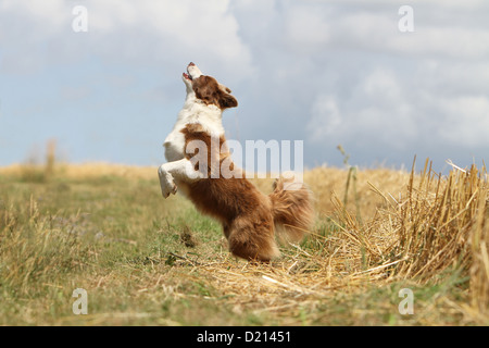 Dog Border Collie adult red and white running Stock Photo