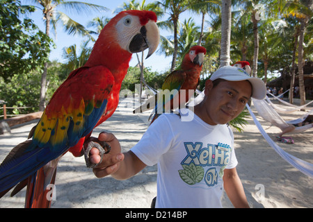 Man with Scarlet Macaw, Ara macao, parrots at Xel-Ha Water Park, Tulum, Riviera Maya, Quintana Roo, Mexico