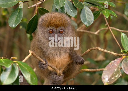 Eastern Grey Bamboo Lemur, Hapalemur griseus, watches Stock Photo
