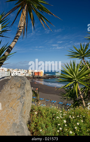 View through palm trees onto sandy beach, Playa Jardin, Puerto de la Cruz, Tenerife, Canary Islands, Spain, Europe Stock Photo