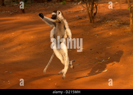 Verreaux's Sifaka, (Propithecus verreauxi) dancing across the ground Stock Photo