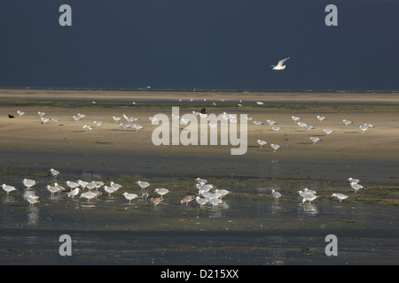 Seagulls on the beach, Spiekeroog Island, Lower Saxon Wadden Sea National Park, Lower Saxony, Germany Stock Photo