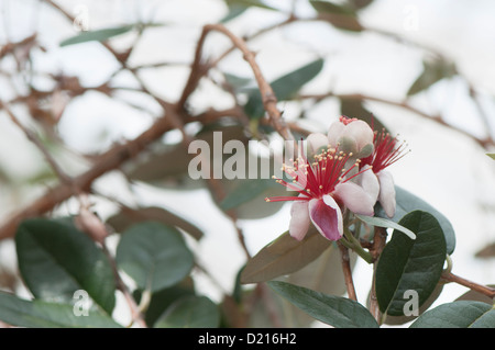 Acca sellowiana 'Mammoth', Pineapple Guava Stock Photo