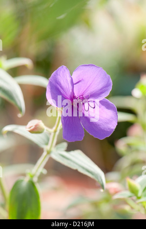 Tibouchina urvilleana 'Edwardsii', Princess Flower or Purple Glory Tree Stock Photo