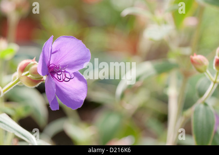 Tibouchina urvilleana 'Edwardsii', Princess Flower or Purple Glory Tree Stock Photo
