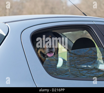 Large dog in car during summer Stock Photo