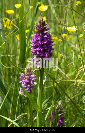 Southern Marsh Orchid dactylorhiza praetermissa, Kenfig National Nature Reserve near Porthcawl, South Wales, UK. Stock Photo