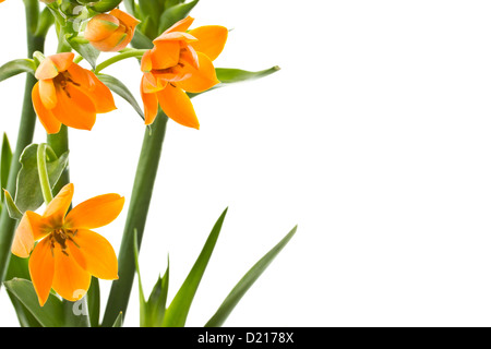 blooming yellow Ornithogalum Dubium on a white background Stock Photo