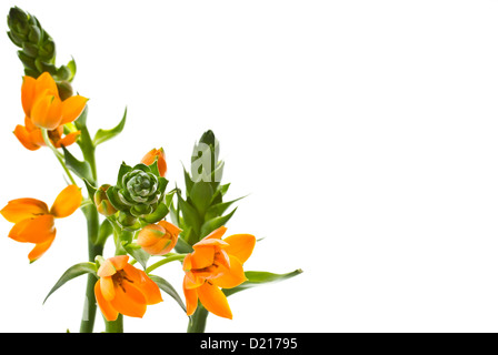 blooming yellow Ornithogalum Dubium on a white background Stock Photo