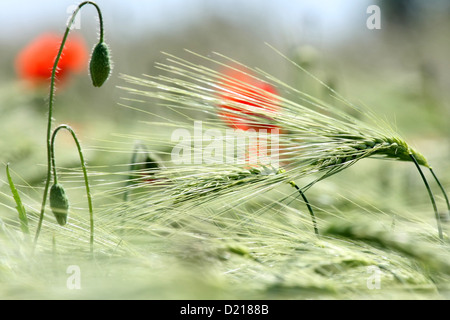 Leipzig, Germany, poppies in a field of barley Stock Photo