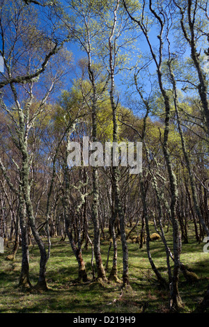 Silver birch woodland in Sutherland on the west coast of Scotland. Stock Photo