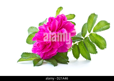 wild rose blooming flower Stock Photo