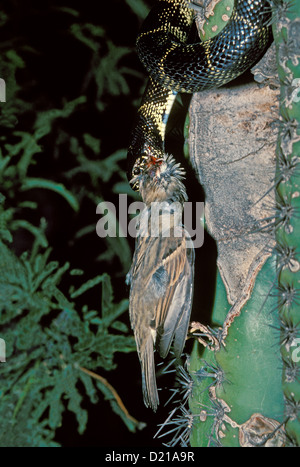 Common Kingsnake eating House Sparrow Lampropeltis getulas eating Passer domesticus Tucson, Arizona, United States Stock Photo