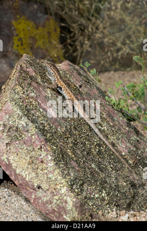 Common Side-blotched Lizard Uta stansburiana Tucson, Pima County, Arizona, United States 20 September Adult Male Iguanidae Stock Photo