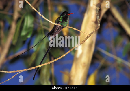 Red-billed Streamertail Trochilus polytmus Montego Bay, Jamaica April Adult male Trochilidae Stock Photo