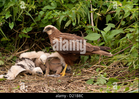 Rohrweihe, Weibchen und Kueken (Circus aeruginosus) Western Marsh Harrier, female and chicks • Bayern, Deutschland Stock Photo