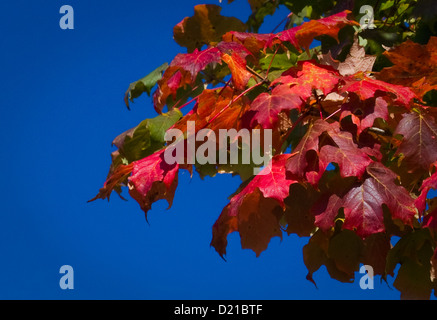 A display of brilliant red leaves on a tree in North Carolina Stock Photo