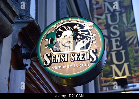 'Sensiseeds' cannabis seed and cultivation shop sign in red-light district, De Walletjes, Amsterdam, Noord Holland, Netherlands Stock Photo