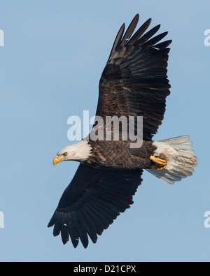 A Bald Eagle (Haliaeetus leucocephalus) circles over a lake, looking for kokanee salmon, Idaho Stock Photo