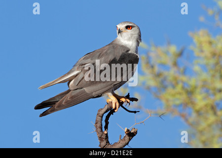 Black-shouldered kite (Elanus caeruleus) perched on a branch, Kalahari, South Africa Stock Photo