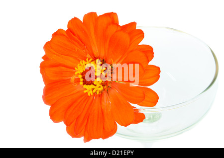 Orange zinnia flowers in glass left. Stock Photo