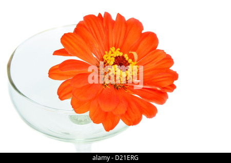 Orange zinnia flowers in glass Right . Stock Photo
