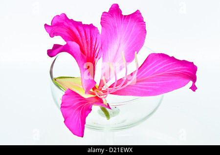 Purple Bauhinia in glass right. Stock Photo